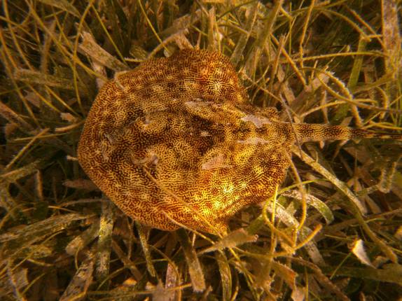 Uma pequena arraua nada sobre a grama na grande barreira de corais de Belize